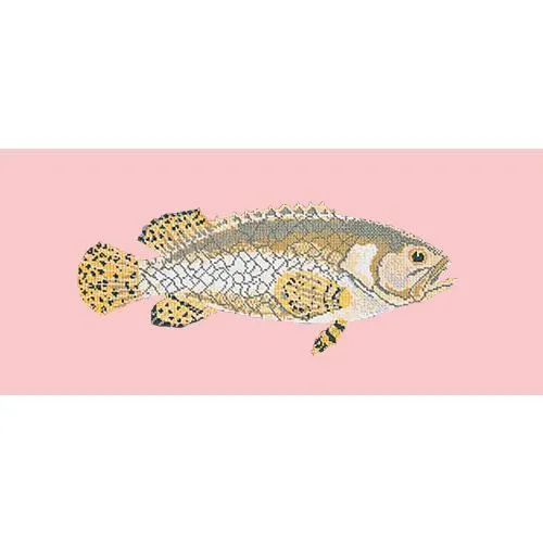 Brindled Grouper