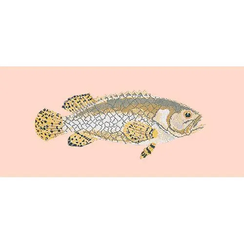 Brindled Grouper
