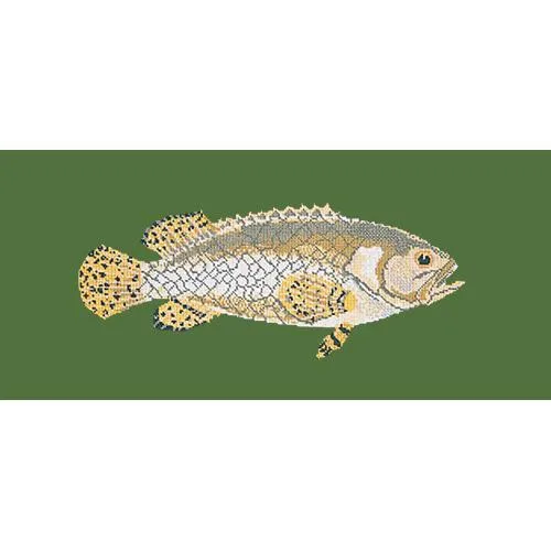 Brindled Grouper