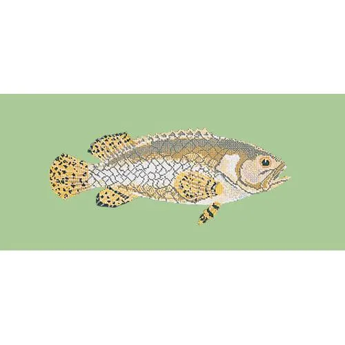 Brindled Grouper