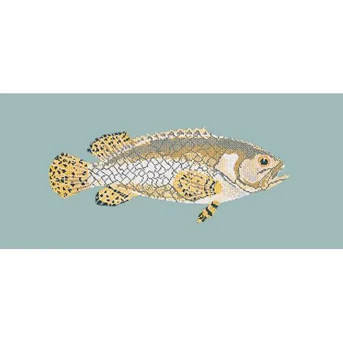 Brindled Grouper