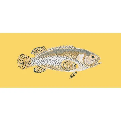 Brindled Grouper