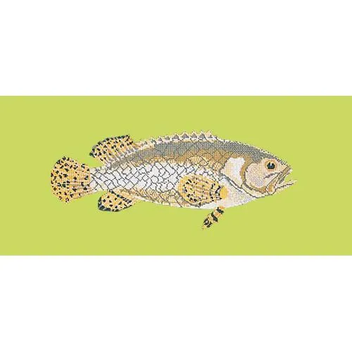 Brindled Grouper
