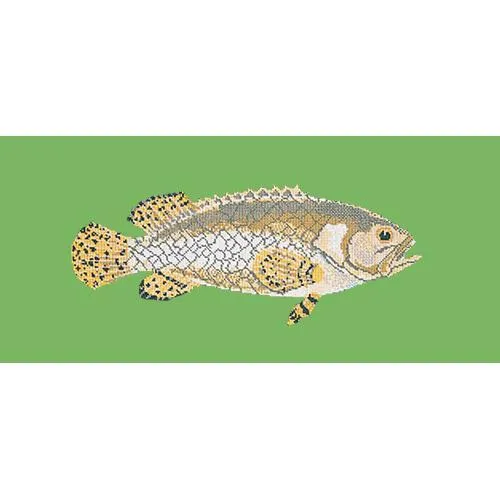 Brindled Grouper