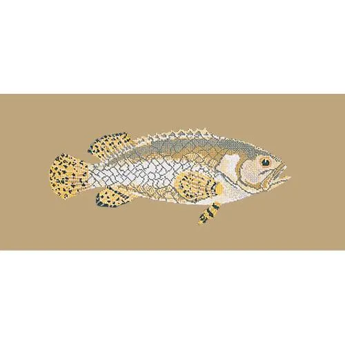 Brindled Grouper