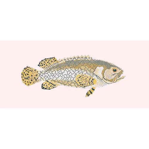 Brindled Grouper