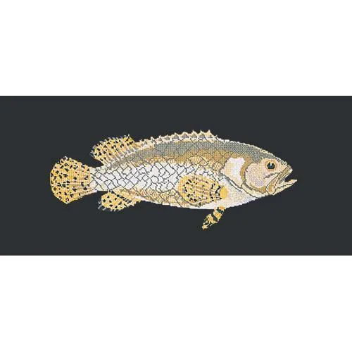 Brindled Grouper