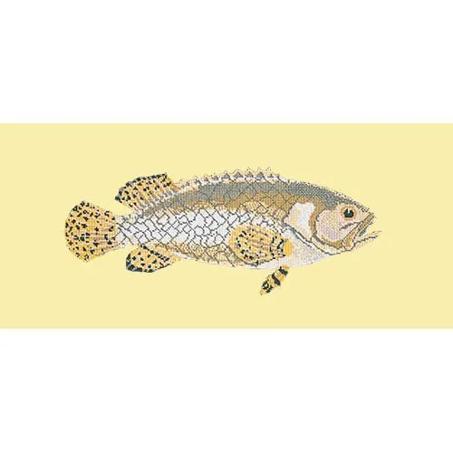 Brindled Grouper