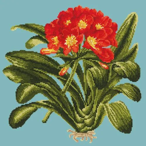 Clivia
