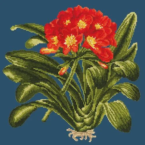 Clivia