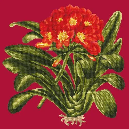 Clivia