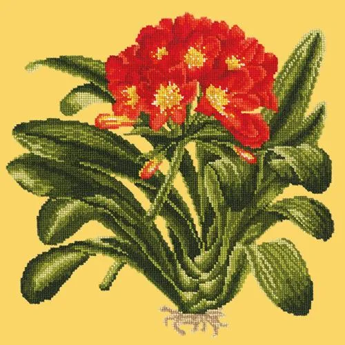 Clivia