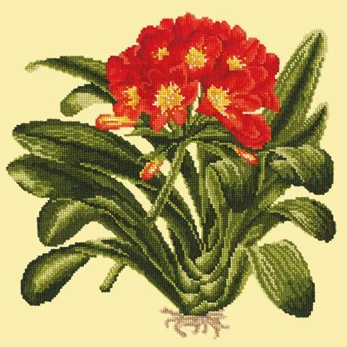 Clivia