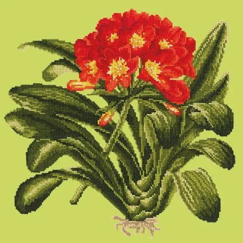 Clivia