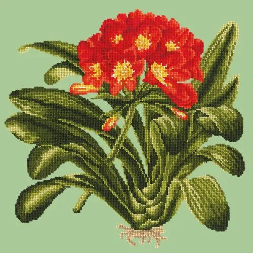 Clivia