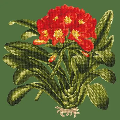 Clivia