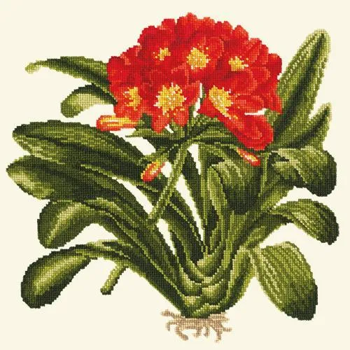 Clivia
