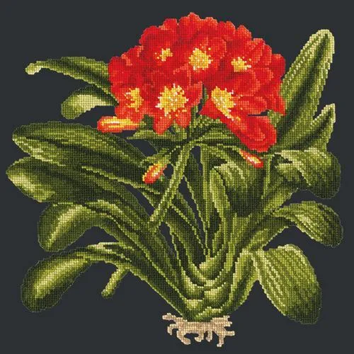 Clivia