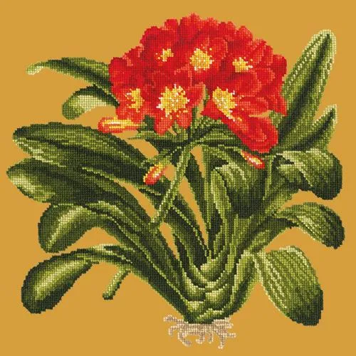 Clivia