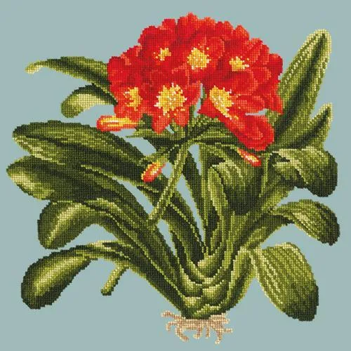 Clivia
