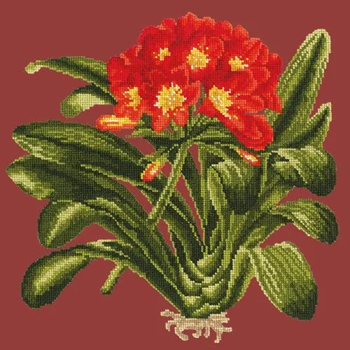 Clivia