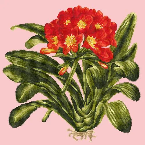 Clivia