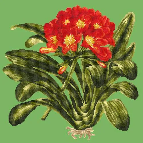 Clivia