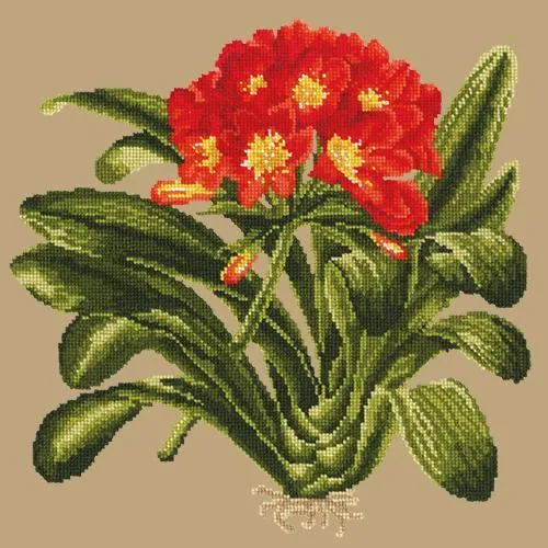 Clivia