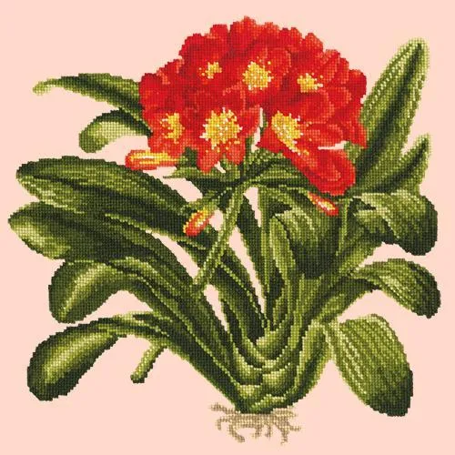 Clivia