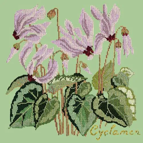 Cyclamen