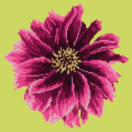 Dahlia