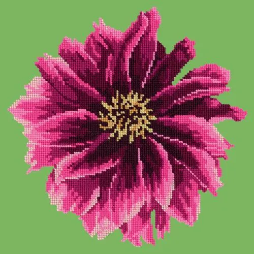 Dahlia