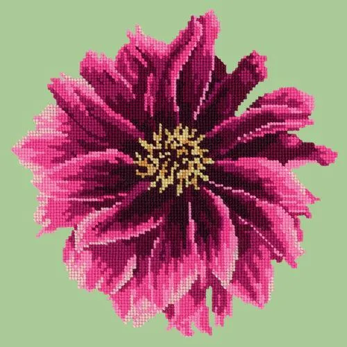 Dahlia