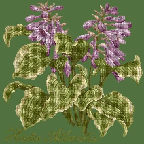 Hosta Atlantis