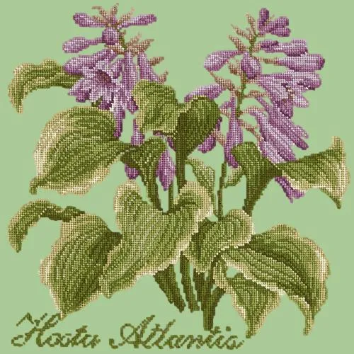 Hosta Atlantis