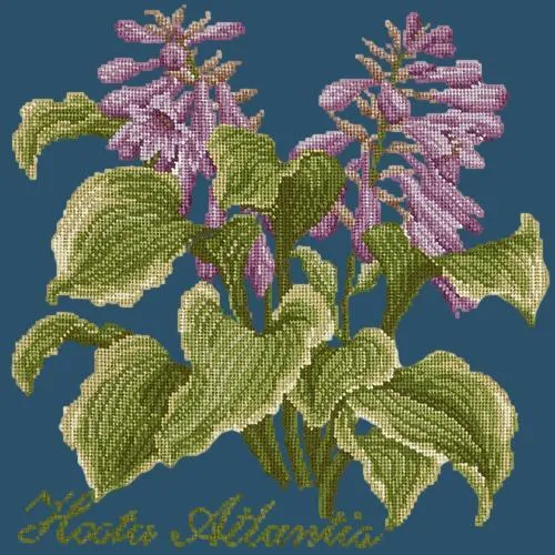 Hosta Atlantis