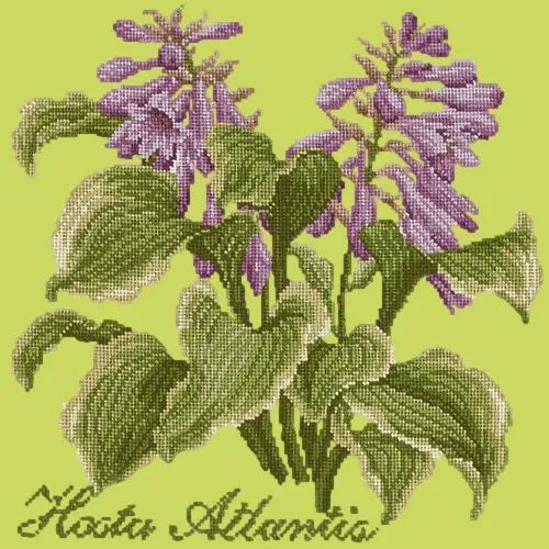Hosta Atlantis