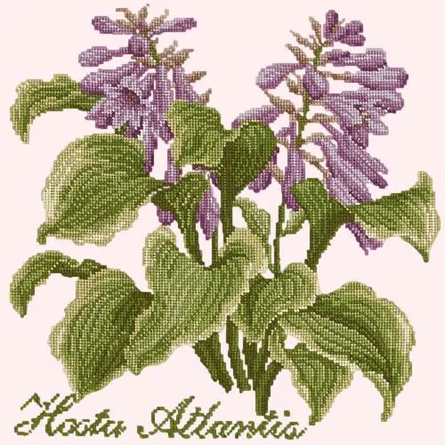 Hosta Atlantis