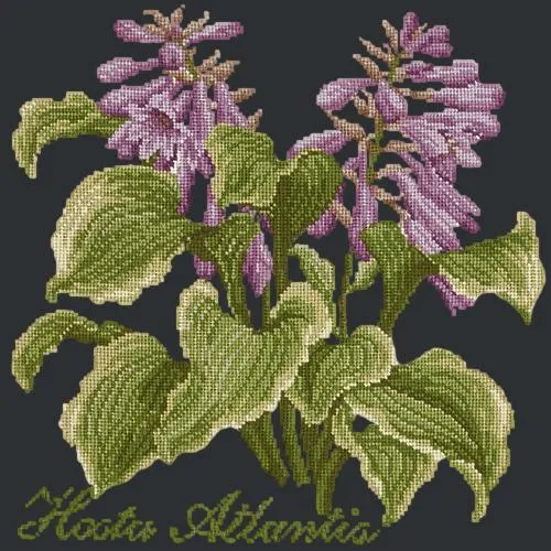 Hosta Atlantis