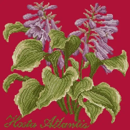 Hosta Atlantis