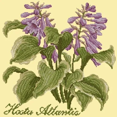Hosta Atlantis