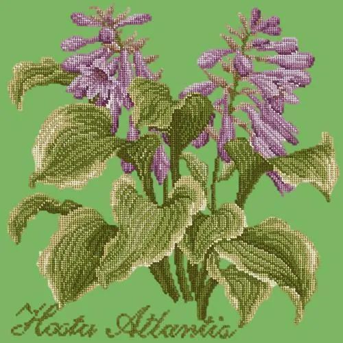 Hosta Atlantis