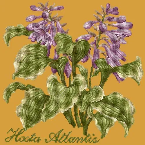 Hosta Atlantis