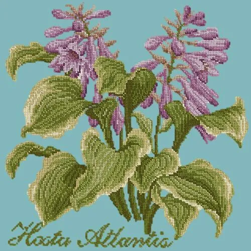 Hosta Atlantis