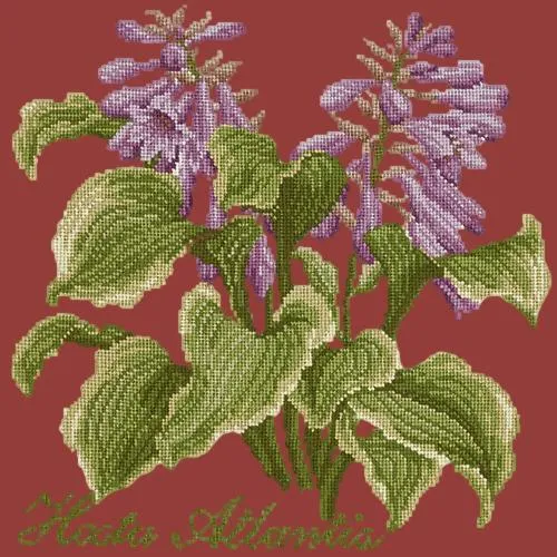 Hosta Atlantis