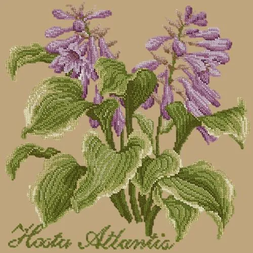 Hosta Atlantis