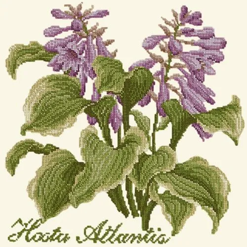 Hosta Atlantis