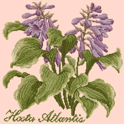 Hosta Atlantis