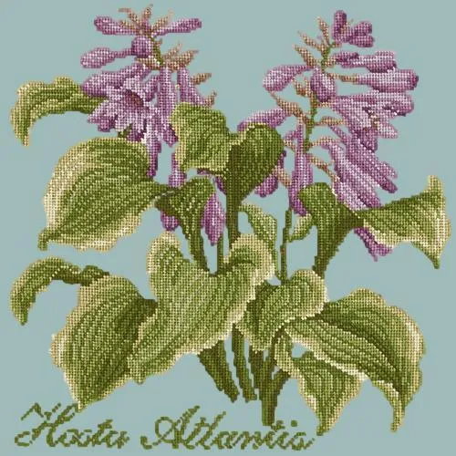 Hosta Atlantis