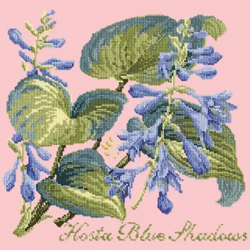 Hosta Blue Shadows